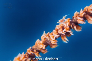 a real tiny shrimp on a whip coral by Mona Dienhart 